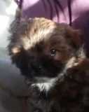 shih-poo