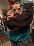 Chihuahua puppies
