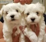 male and female maltese puppies