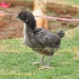 Kadaknath Poultry Farm  KB Livestock Farm - Kadaknath Chicken fo