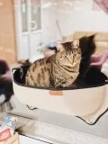 Cat Hammock Window Lounger - 60% OFF  FREE SHIPPING