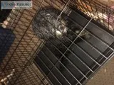 Bernadoodle Puppy for sell