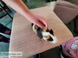 Guinea pigs