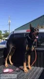 Purebred Adult Doberman Pinscher