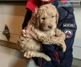 Goldendoodle Puppies