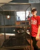 Chinchilla with cage