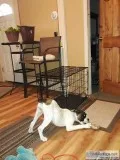 Mix boxer puppy