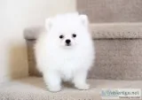 Teacup pomeranian puppies now available