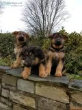 Best german shepherd puppies 