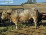 Bull for sale