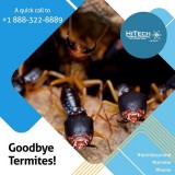 Goodbye Termites