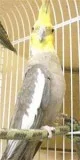 Cockatiels