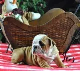 English Bulldog puppies healthy females and Males