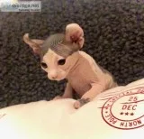 Sphynx Elfs