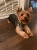Male Yorkie 1 year old for Re-Homing