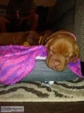 French Mastiff puppies for sale