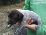 German Short haired Pointers