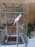 Bird Cage
