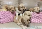 Puppies for sale