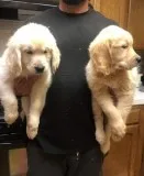 Merry xmas golden retriever puppies read
