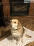 NICE DOG FREE TO GOOD HOME