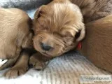 AKC Red Golden Retrievers