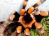 Red Knee Tarantula