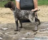 German Shorthaired pointer