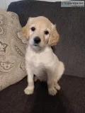 Goldendoodles