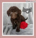 Angel Female Mini Labradoodle