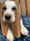 Ckc 12Euro Basset Hound Puppies