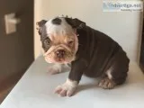 Chocolate English Bulldog Puppy