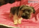 Mini Female Yorkie For Sale