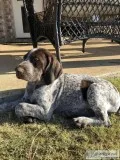 AKC German Shorthaired Pointer