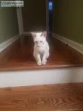 Siamese Kitten