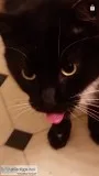 Sweet Loving Beautiful Cat &quotPrincess&quot