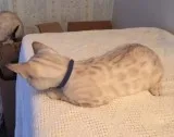 SNOW Bengal Kittens - TICA Registered