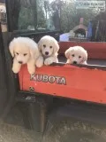 Puppies -anatolean pyrenees and mareema mix sheep dog