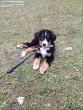 Male Bernese Mountain Dog Puppy