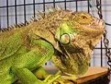 Iguana