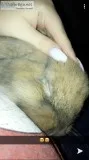 Pet bunny needs a good home