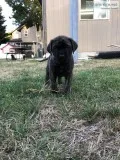 English mastiff puppies