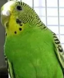 Parakeets