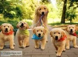 Golden retriever puppies ready