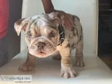Merle English Bulldog Puppies