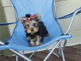 2 YORKIE BOY PUPPY 4 LBS FULLY GROWN