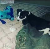 Catahoula leopard only ten weeks old