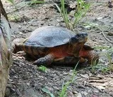 Tortoise