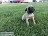 Mastiffdaniff pups