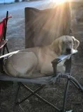 Golden Retriever Labrador mix